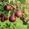 Red Bartlett Pear Tree -Garden-Plants Red Bartlet Pear BB 600x600 21bb8d09 e20b 4c1c 80fa 90d31e252950