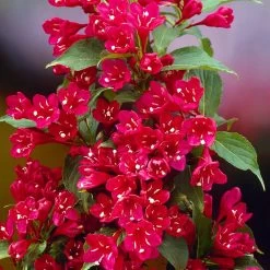 Red Prince Weigela Tree 7 Red Prince Weigela Tree -Garden-Plants Red Prince Wegeila 1 FGT