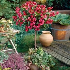 Red Prince Weigela Tree 6 Red Prince Weigela Tree -Garden-Plants Red Prince Wegeila 2