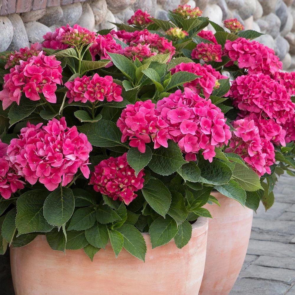 Red N' Pretty® Hydrangea Shrub 4 Red N' Pretty® Hydrangea Shrub - Image 2