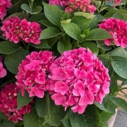 Red N' Pretty® Hydrangea Shrub 7 Red N' Pretty® Hydrangea Shrub -Garden-Plants Red and Pretty Hydrangea 2