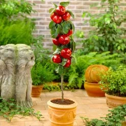 North Pole Columnar Apple Tree 7 North Pole Columnar Apple Tree -Garden-Plants Red Columnar Apple 1