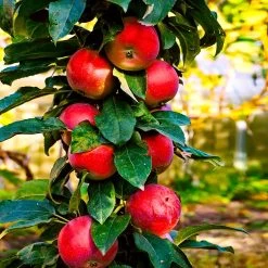 North Pole Columnar Apple Tree 8 North Pole Columnar Apple Tree -Garden-Plants Red Columnar Apple 3