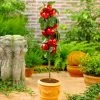 North Pole Columnar Apple Tree -Garden-Plants Red Columnar Apple FGT 600x600 e47a1048 34b5 4ec4 a667 9e4025eb58f5