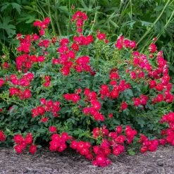 Red Drift® Rose -Garden-Plants Red Drift Rose 1