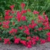 Red Drift® Rose 2 Red Drift® Rose -Garden-Plants Red Drift Rose FGT 600x600 76ecb9b7 065a 4805 b83c c7846093451b