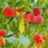 Red Haven Peach Tree -Garden-Plants Red Haven Peach Tree FGT 600x600 739ad1d6 2c4b 4728 bc16 7ba408b483c3