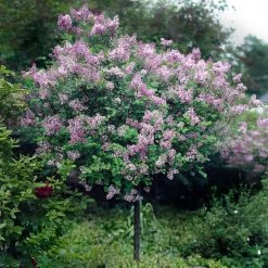 Red Pixie Lilac Tree -Garden-Plants Red Pixie Lilac Tree 2