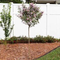 Red Pixie Lilac Tree -Garden-Plants Red Pixie Lilac Tree 4 FGT