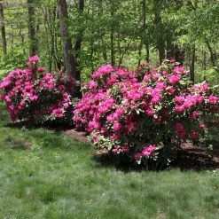 Red Rhododendron Shrub 9 Red Rhododendron Shrub -Garden-Plants Red Rhododendron 1 FGT