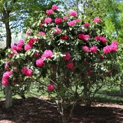 Red Rhododendron Shrub 10 Red Rhododendron Shrub -Garden-Plants Red Rhododendron 3