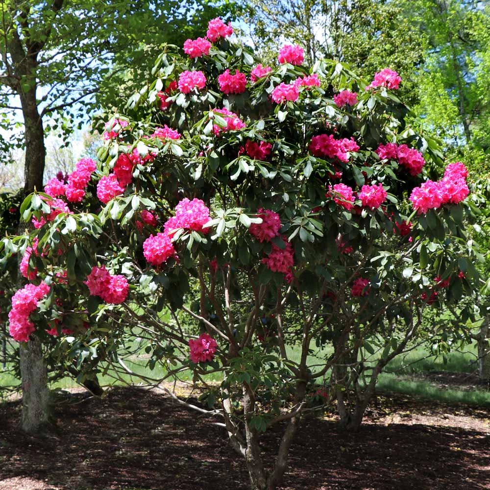 Red Rhododendron Shrub 6 Red Rhododendron Shrub - Image 4