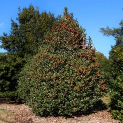 Robin™ Red Holly Tree -Garden-Plants Red Robin Holly 2