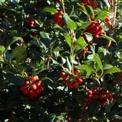 Robin™ Red Holly Tree -Garden-Plants Red Robin Holly 4 FGT