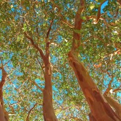 Red Rocket Crape Myrtle -Garden-Plants Red Rocket Crape Myrtle