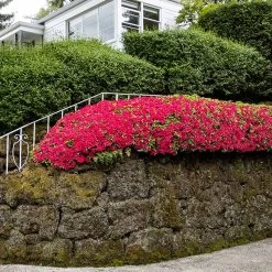 Red Ruffles Azalea Shrub 8 Red Ruffles Azalea Shrub -Garden-Plants Red Ruffles Azalea 7