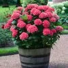 Red Sensation Hydrangea -Garden-Plants Red Sensation Hydrangea FGT 600x600 1b68ee6d 2e74 42f5 860b bc24d927d110