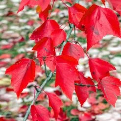 Red Sunset® Maple Tree -Garden-Plants Red Sunset Maple 2