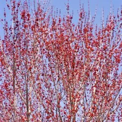 Red Sunset® Maple Tree -Garden-Plants Red Sunset Maple 3