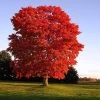 Red Sunset® Maple Tree -Garden-Plants Red Sunset Maple FGT 600x600 01aa6ecd 05bf 4da3 9d82 bb06c1d9109b
