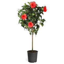 Red Tropical Hibiscus Tree -Garden-Plants Red Tropical Hibiscus Tree 5