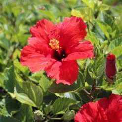 Red Tropical Hibiscus Tree -Garden-Plants Red Tropical Hibiscus Tree 8 FGT