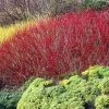 Red Twig Dogwood Shrub -Garden-Plants Red Twig Dogwood FGT 600x600 ca95a0ad ea72 4089 9465 3db9ea060362