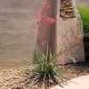 Red Yucca Plant -Garden-Plants Red Yucca FGT 600x600 80b00be4 717d 4c3e ab0e afc2a46922ff