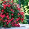Double Knock Out® Rose -Garden-Plants Red knockout rose FGT 600x600 10964f71 3bde 40ac 87ee b7ac043a9383