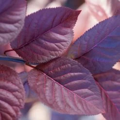 Purple Plunge Weeping Plum Tree -Garden-Plants Redbud Purple Plunge 2 b8894708 2bb9 4f3e 8d30 7b3eeb931914