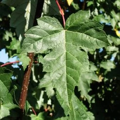 Redpointe® Maple -Garden-Plants Redpointe Maple 2