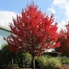 Redpointe® Maple 2 Redpointe® Maple -Garden-Plants Redpointe Maple 600x600 2