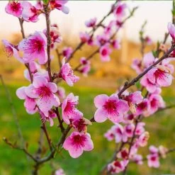 Redskin Peach Tree -Garden-Plants Redskin Peach Tree 3 8df8851c ef3e 4a16 b538 29f1adcb997c