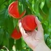 Redskin Peach Tree 2 Redskin Peach Tree -Garden-Plants Redskin Peach Tree FGT 600x600 3c7c3ae4 1db7 4170 96d5 babcc1411ea3