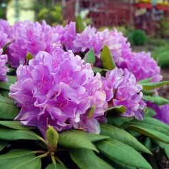Lavender Rhododendron Shrub 9 Lavender Rhododendron Shrub -Garden-Plants Rhododendron Lavender 3 FGT