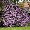 Lavender Rhododendron Shrub -Garden-Plants Rhododendron Lavender FGT 600x600 9d084bfd 402e 4a14 904d c3667851a20a