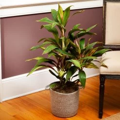 Hawaiian Ti Plant 'Rising Sun'