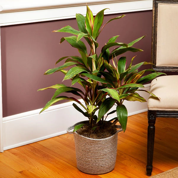 Hawaiian Ti Plant 'Rising Sun' 3 Hawaiian Ti Plant 'Rising Sun'