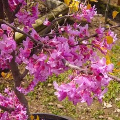 The Rising Sun™ Eastern Redbud Tree -Garden-Plants Rising Sun Redbud 6