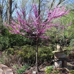 The Rising Sun™ Eastern Redbud Tree -Garden-Plants Rising Sun Redbud 7