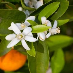 Robertson Navel Orange -Garden-Plants Robertson Navel Orange 1