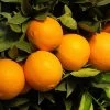 Robertson Navel Orange -Garden-Plants Robertson Navel Orange FGT 600x600 a9f66161 ec44 4cfb 838f b40ef8e18604