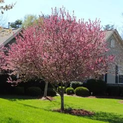 Robinson Crabapple Tree -Garden-Plants Robinson Crabapple 3 FGT