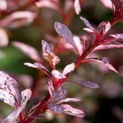 Rose Glow Barberry Shrub -Garden-Plants Rose GLow Barberry 1 FGT