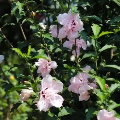 Pink Rose Of Sharon Althea Tree 7 Pink Rose Of Sharon Althea Tree -Garden-Plants Rose of Sharon Althea 3 FGT