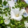 White Rose Of Sharon Althea Tree 1 White Rose Of Sharon Althea Tree -Garden-Plants Rose of Sharon Tree White FGT sinlge 600x600 ce00831d 236e 4a00 ae4d 382b590a5bd4