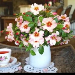 Raspberry Kiss™ Rose Tree 9 Raspberry Kiss™ Rose Tree -Garden-Plants Rosemarry Kiss Rose tree 1