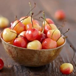 Royal Ann Cherry Tree 8 Royal Ann Cherry Tree -Garden-Plants Royal Ann CHerry Tree 1 FGT