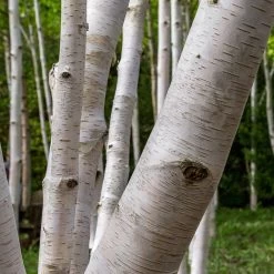 Royal Frost® Birch Tree -Garden-Plants Royal Frost Birch 3 FGT