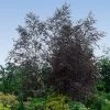 Royal Frost® Birch Tree -Garden-Plants Royal Frost Birch FGT 600x600 85f9d1e8 5ce1 44e0 9763 373ec09b9b60